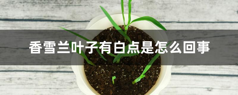 香雪兰叶子有白点是怎么回事 香雪兰叶子有白点是怎么回事