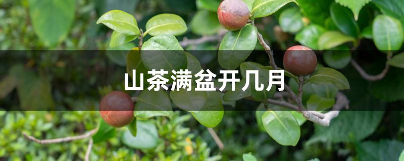 山茶满盆开几月 山茶满盆开几月