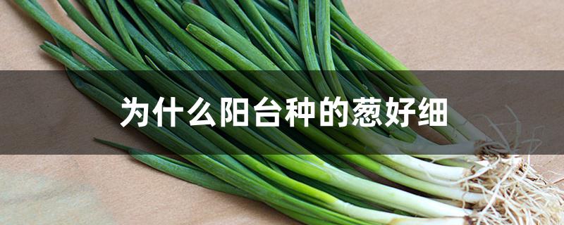 为什么阳台种的葱好细 为什么阳台种的葱好细