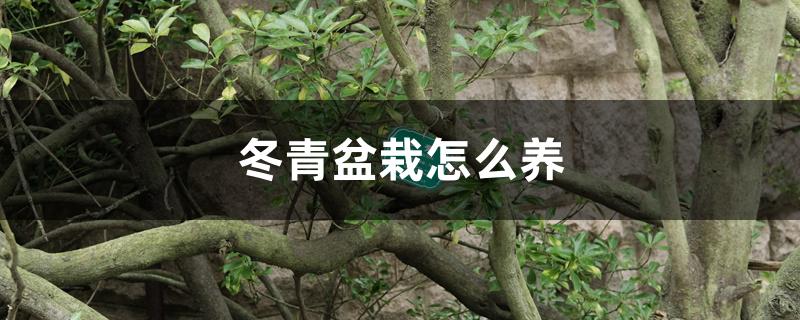 冬青盆栽怎么养 冬青盆栽怎么养