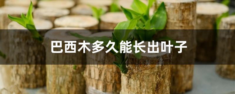 巴西木多久能长出叶子 巴西木多久能长出叶子