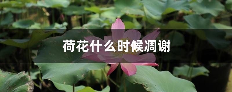 荷花什么时候凋谢 荷花什么时候凋谢
