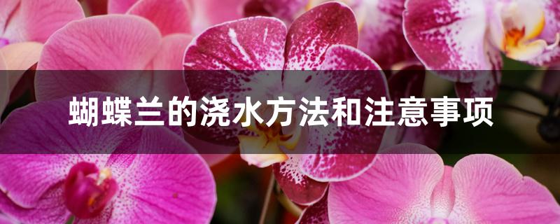 蝴蝶兰的浇水方法和注意事项 蝴蝶兰的浇水方法和注意事项