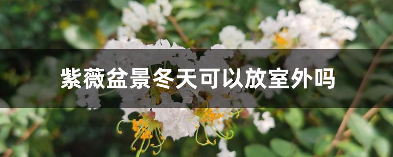 紫薇盆景冬天可以放室外吗 紫薇盆景冬天可以放室外吗