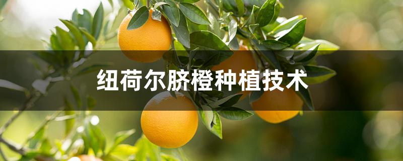 纽荷尔脐橙种植技术 纽荷尔脐橙种植技术