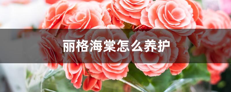 丽格海棠怎么养护 丽格海棠怎么养护