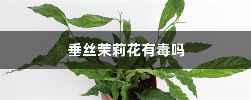 垂丝茉莉花有毒吗 垂丝茉莉花有毒吗