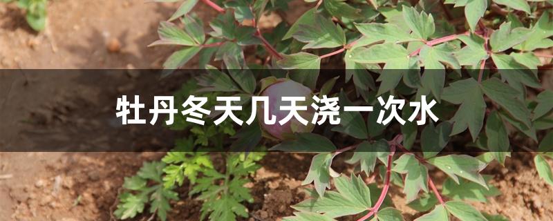 牡丹冬天几天浇一次水 牡丹冬天几天浇一次水