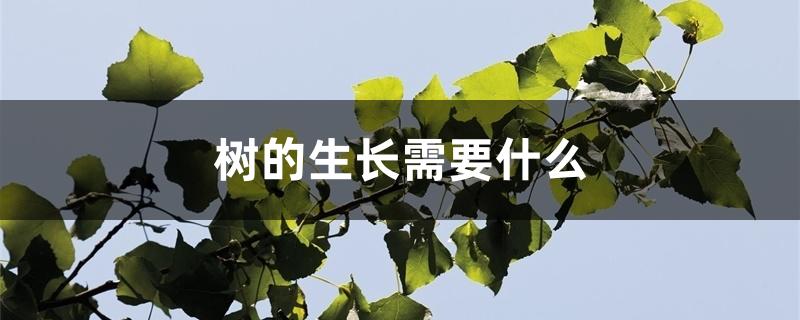 树的生长需要什么 树的生长需要什么