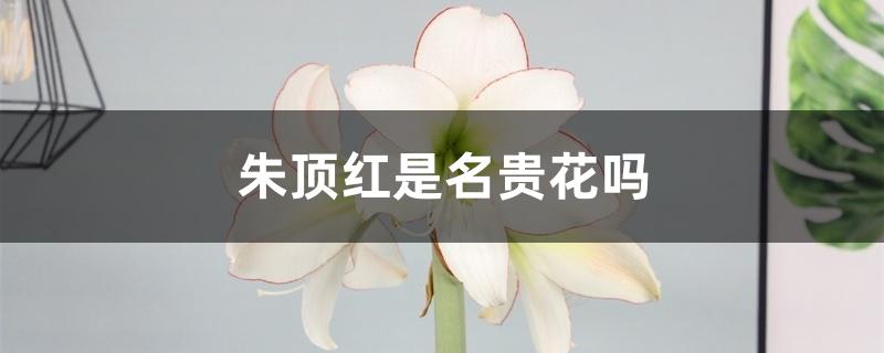 朱顶红是名贵花吗 朱顶红是名贵花吗