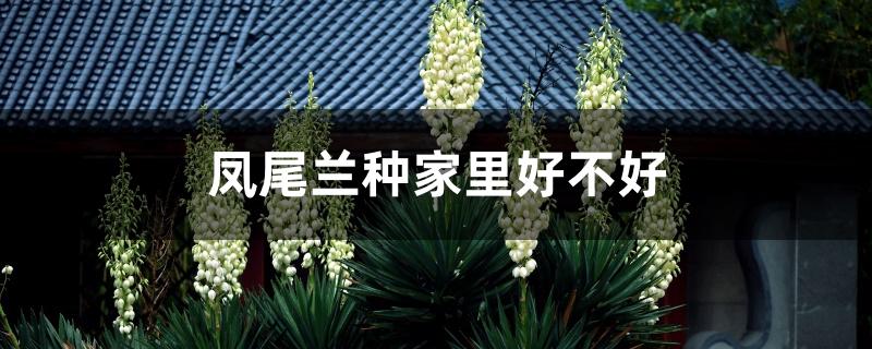 凤尾兰种家里好不好 凤尾兰种家里好不好