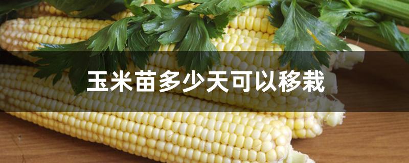 玉米苗多少天可以移栽 玉米苗多少天可以移栽