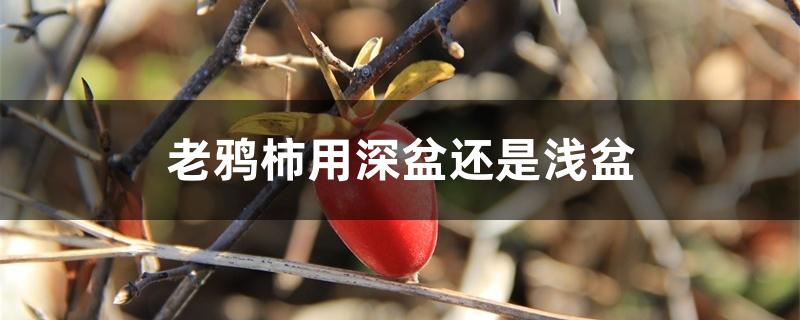 老鸦柿用深盆还是浅盆 老鸦柿用深盆还是浅盆