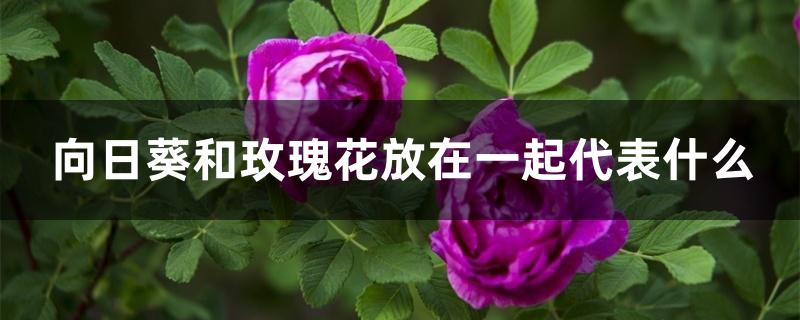 向日葵和玫瑰花放在一起代表什么 向日葵和玫瑰花放在一起代表什么