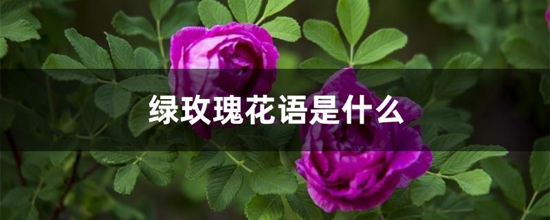 绿玫瑰花语是什么 绿玫瑰花语是什么