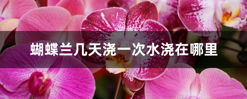 蝴蝶兰几天浇一次水浇在哪里 蝴蝶兰几天浇一次水浇在哪里