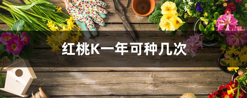 红桃K一年可种几次 红桃K一年可种几次