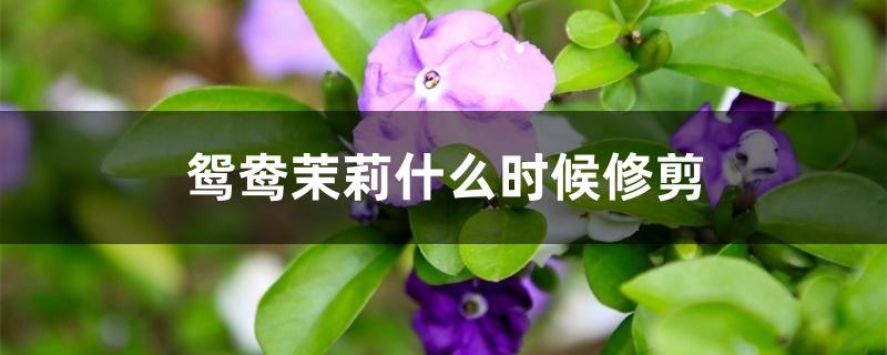 鸳鸯茉莉什么时候修剪 鸳鸯茉莉什么时候修剪