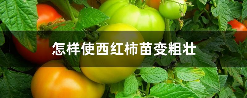 怎样使西红柿苗变粗壮 怎样使西红柿苗变粗壮