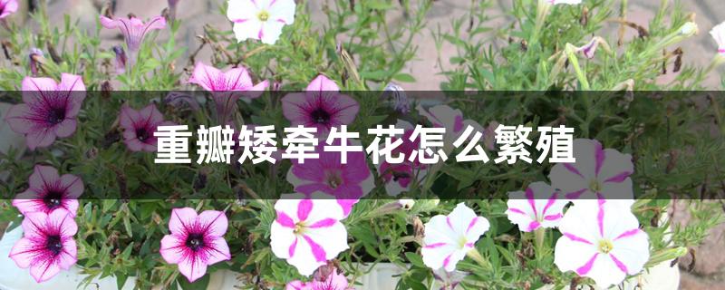 重瓣矮牵牛花怎么繁殖 重瓣矮牵牛花怎么繁殖