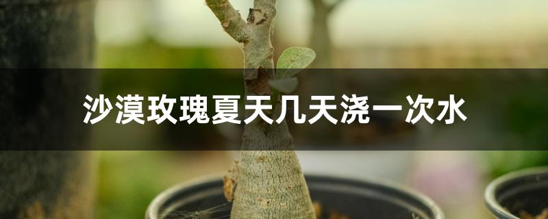 沙漠玫瑰夏天几天浇一次水 沙漠玫瑰夏天几天浇一次水