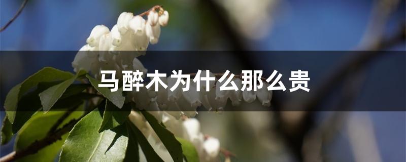 马醉木为什么那么贵 马醉木为什么那么贵
