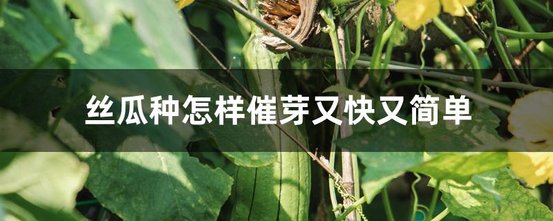 丝瓜种怎样催芽又快又简单 丝瓜种怎样催芽又快又简单