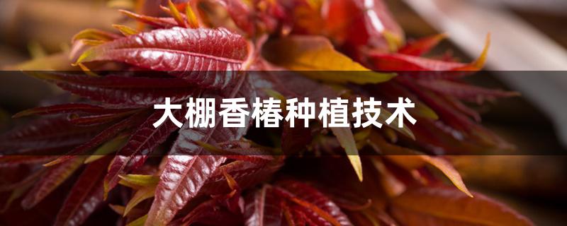 大棚香椿种植技术 大棚香椿种植技术