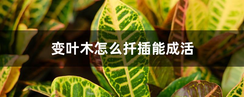 变叶木怎么扦插能成活 变叶木怎么扦插能成活