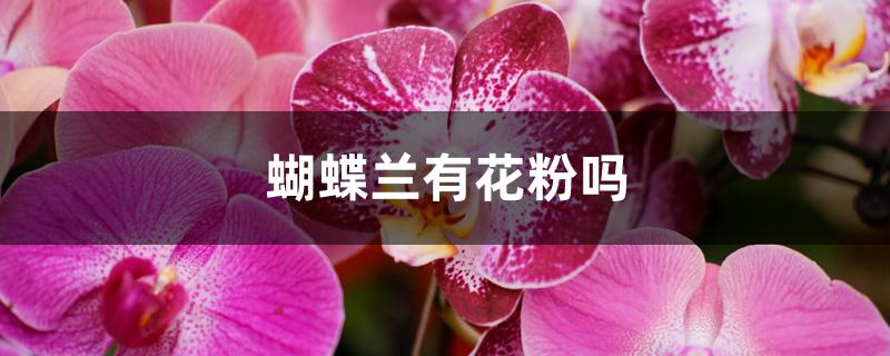 蝴蝶兰有花粉吗 蝴蝶兰有花粉吗