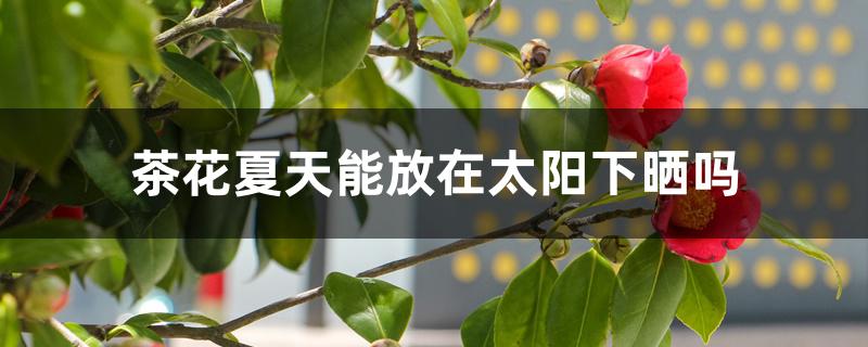 茶花夏天能放在太阳下晒吗 茶花夏天能放在太阳下晒吗