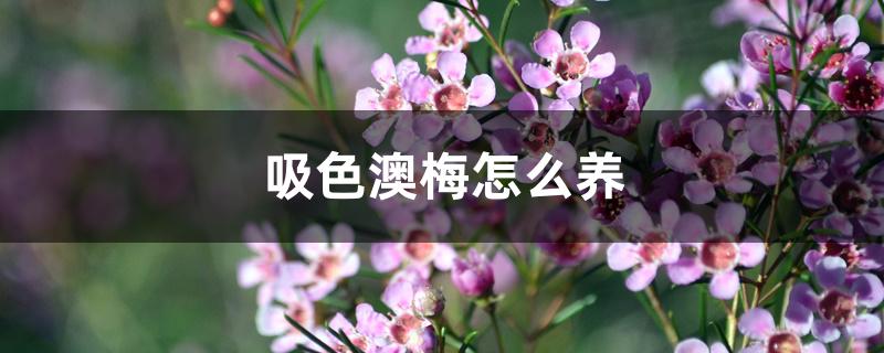 吸色澳梅怎么养 吸色澳梅怎么养