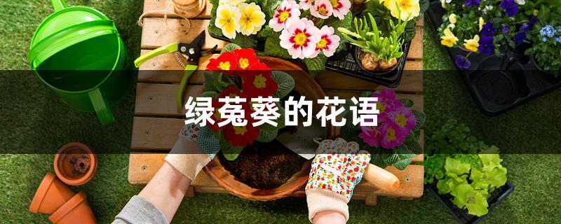 绿菟葵的花语 绿菟葵的花语