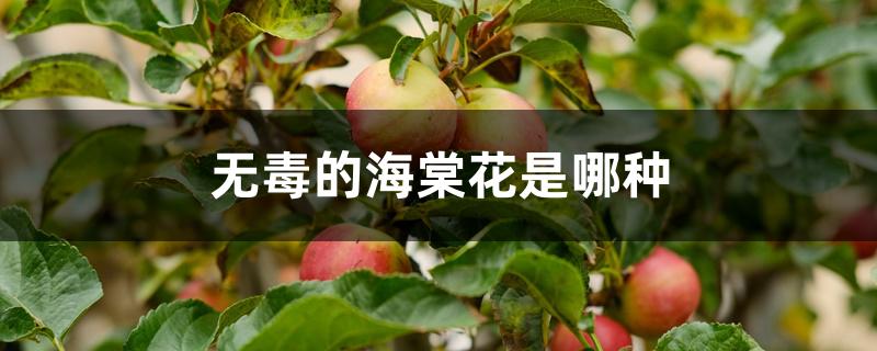 无毒的海棠花是哪种 无毒的海棠花是哪种