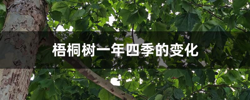 梧桐树一年四季的变化 梧桐树一年四季的变化