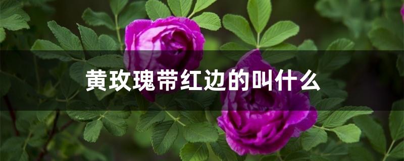 黄玫瑰带红边的叫什么 黄玫瑰带红边的叫什么