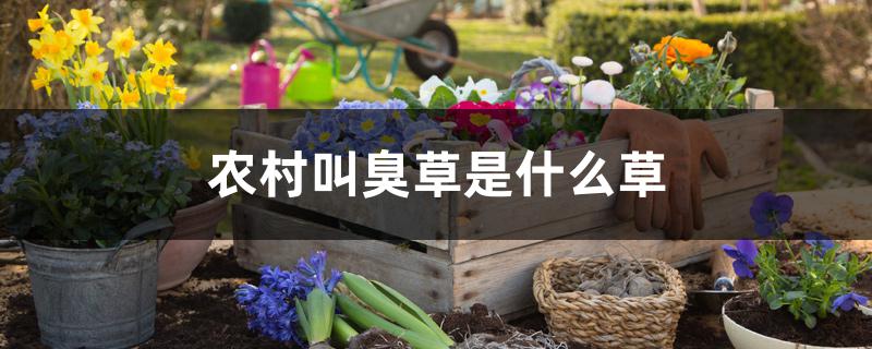 农村叫臭草是什么草 农村叫臭草是什么草