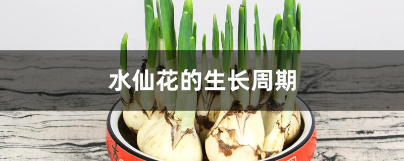 水仙花的生长周期 水仙花的生长周期