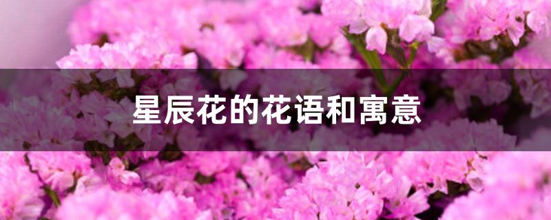 星辰花的花语和寓意 星辰花的花语和寓意