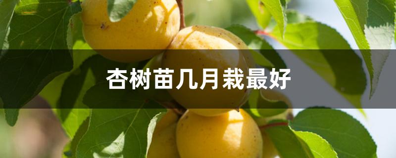 杏树苗几月栽最好 杏树苗几月栽最好