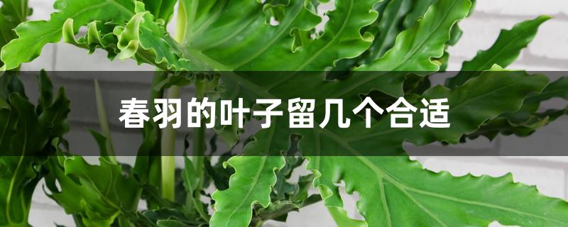 春羽的叶子留几个合适 春羽的叶子留几个合适