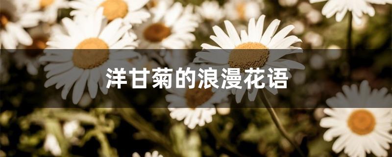 洋甘菊的浪漫花语 洋甘菊的浪漫花语