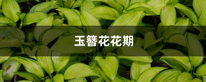 玉簪花花期 玉簪花花期
