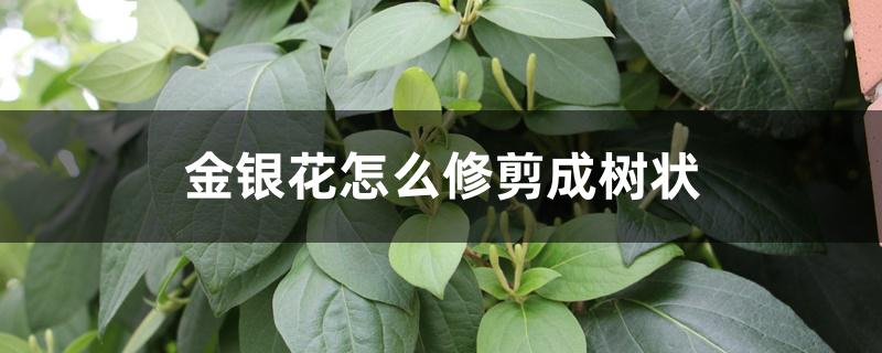 金银花怎么修剪成树状 金银花怎么修剪成树状