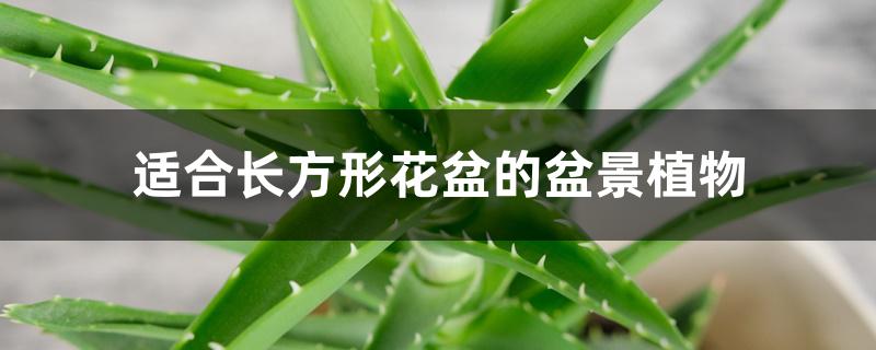 适合长方形花盆的盆景植物 适合长方形花盆的盆景植物