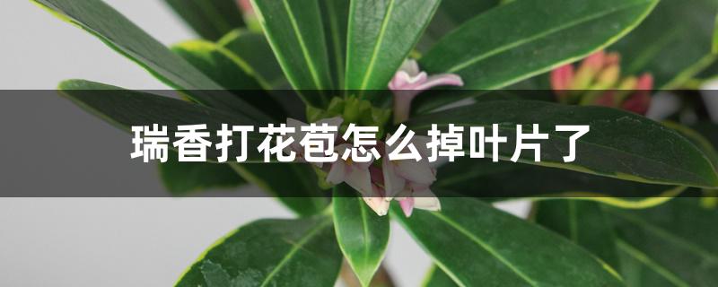 瑞香打花苞怎么掉叶片了 瑞香打花苞怎么掉叶片了