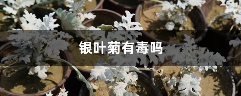 银叶菊有毒吗 银叶菊有毒吗