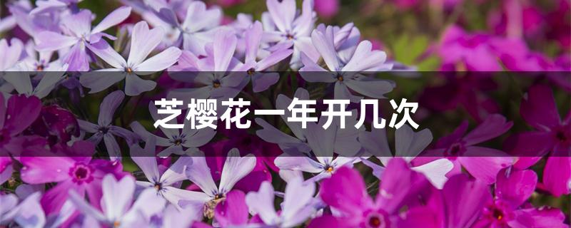 芝樱花一年开几次 芝樱花一年开几次