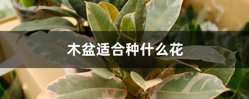 木盆适合种什么花 木盆适合种什么花