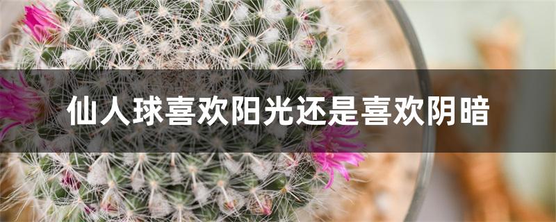 仙人球喜欢阳光还是喜欢阴暗 仙人球喜欢阳光还是喜欢阴暗